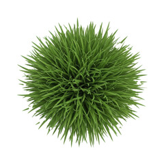 Lush emerald green grass clump, hundreds of individual dewy blades, fine texture, freshly cut, healthy, isolated against a seamless brilliant white studio background with copy space, Concept for