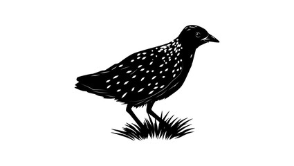 Ocellated Crake bird, black isolated silhouette