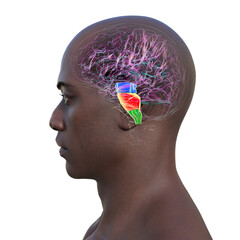 Brainstem highlighted in human brain, 3D illustration
