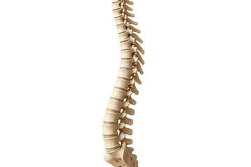 Human Spinal Column Illustration, anatomy and healthcare [Illustration]