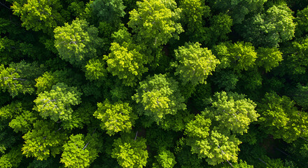 Naklejka premium green moss background