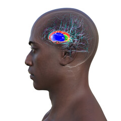 Basal ganglia, 3D illustration