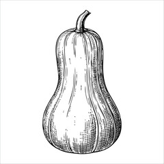 A hand-drawn illustration of a butternut squash. The squash has a smooth, elongated shape with a curved neck and a light tan color. It is depicted in a simple, monochromatic style.