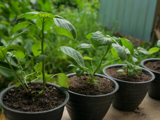 Young spinach plants growing in black pots with fresh green leaves, placed outdoors with a natural garden background

