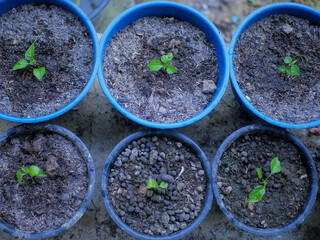 Six chili seedlings grow in individual plastic pots, each placed neatly in two rows. The young...