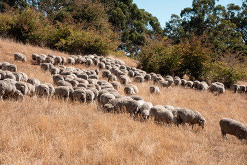 Sheep in a field. Merino sheep, grazing and eating grass in New zealand