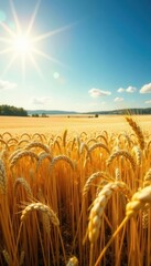 Golden wheat field panorama under summer sun Vast rural landscape , farmland, outdoors, day