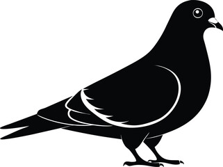 Pigeon silhouette, A pigeon full black silhouette vector illustration