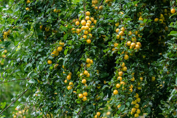 Gelbe Mirabellen am Baum
