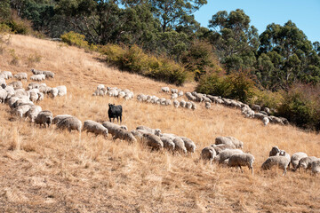 Sheep in a field. Merino sheep, grazing and eating grass in New zealand