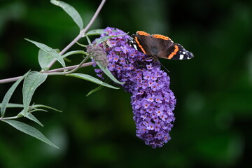 Butterfly on flower of butterfly bush