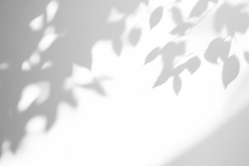 shadow overlay effects of realistic abstract natural tree leaves shadow on wall background,Summer sunlight and shadow overlay effect,shadow for photo interior backdrop studio mockup