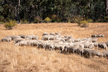 Sheep in a field. Merino sheep, grazing and eating grass in New zealand