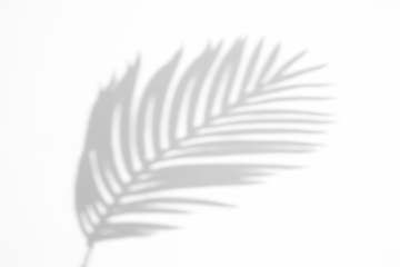 shadow overlay effects of realistic palm branch leaf shadow with light blur on transparent background,summer sunlight and shadow overlay effect,natural shadow of tropical plants