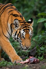 Obraz premium A tiger approaches a piece of raw meat in a lush, green forest setting.