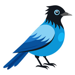 Fototapeta premium Wild Steller's Jay Vector Graphic for Avian Art Themes