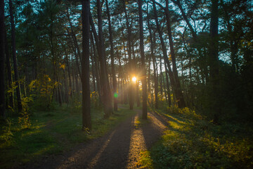 Bright sunset sun shines beautifully through pine trunks. Background with summer evening in the forest.