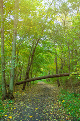 A fallen tree blocks the road in the forest.