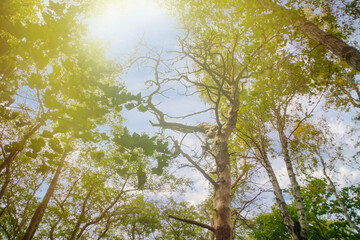 Tall coastal pines on a summer day. Landscape with coastal trees.