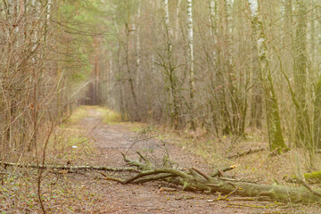 A fallen tree blocks a road in the forest. Branches broken by a strong wind lie on a path in the park.