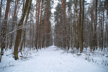 A trodden path in a winter forest. A path between trees in a park. Background with a winter landscape.