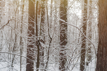 Bare tree trunks with thin branches covered with snow. Empty winter forest with bright sun in cold weather.
