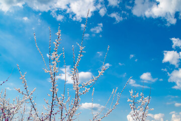 Thin tree branches with blooming white flowers against the background of a bright blue sky.