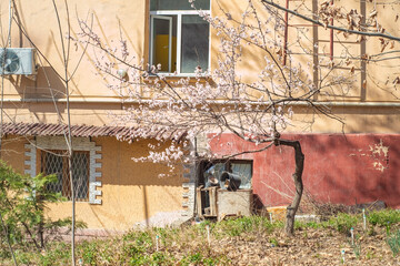 A small blooming sakura near the wall of an old residential building. A tree with pink flowers near the wall.