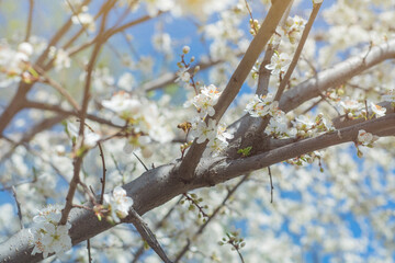 Close-up of tree branches with blooming white flowers. Bright sun and blue sky.
