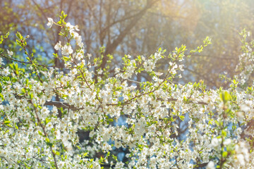 Tree branches with blooming white flowers. Spring background.