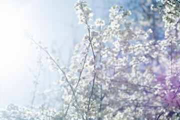 Thin tree branches with blooming white flowers against the sky with bright sun.
