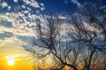 Thin, frightening tree branches against the sunset. Red sky in tense shades. Trees in an atmosphere of fear and sadness.