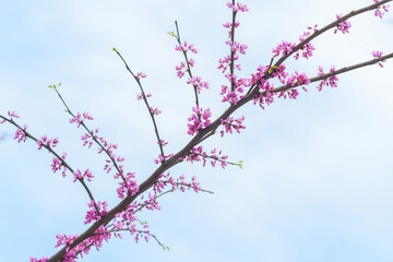 Bright pink flowers growing on a branch. The tree gradually blossoms in spring with beautiful inflorescences. Eastern redbud during flowering.
