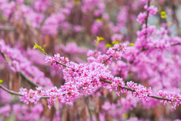 Close up of bright pink flowers on a branch. A tree blooming in spring with beautiful inflorescences. Eastern redbud during flowering.