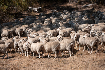 Sheep in a field. Merino sheep, grazing and eating grass in New zealand