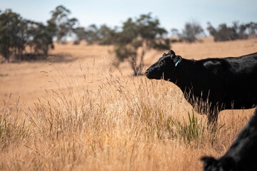 Australian wagyu cows grazing in a field on pasture. close up of a black angus cow eating grass in a paddock in springtime in australia