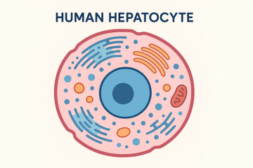 Human Hepatocyte Illustration