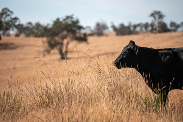 Australian wagyu cows grazing in a field on pasture. close up of a black angus cow eating grass in a paddock in springtime in australia