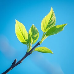 Growth and renewal are symbolized by the vibrant branch stretching across the serene sky highlighting progress and natural development   high resolution   for isolate image