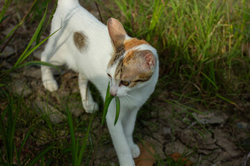 An adorable young cat eating green grass in a garden for medicinal purposes. Concept of natural...