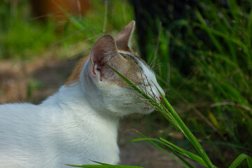 A young kitten rubbing its face against a green blade of grass in a garden. Concept of curiosity, exploring nature, and animal behavior