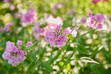 Obraz premium Summer sunny natural view of flowerbed with flowering bushes of pink paniculate phlox
