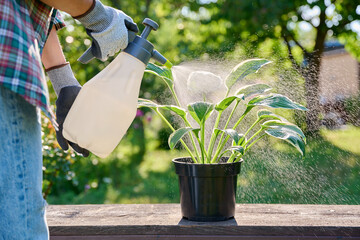 Close-up spraying of Hosta plant in pot from spray bottle