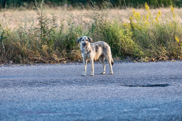 Lone Dog in the Wilderness: A Canine Portrait in the Heart of Nature