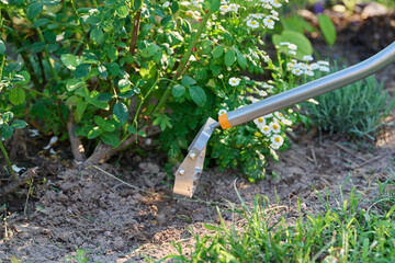 Garden hand metal tool hoe for weed control, soil cultivation, on flower bed