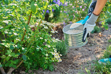 Close-up of flowering plants and hand with granular fertilizer, fertilizing in flowerbed