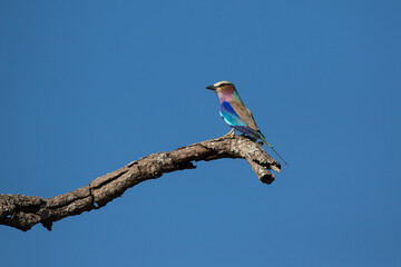 Lilac breasted (Coracias caudatus) roller perched on a branch