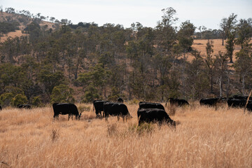 Australian wagyu cows grazing in a field on pasture. close up of a black angus cow eating grass in a paddock in springtime in australia