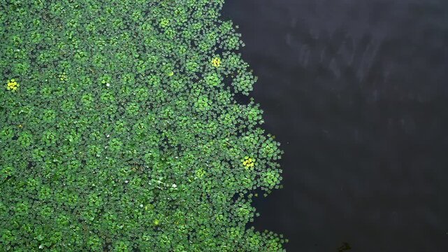 Water lilies and duckweed creating natural patterns on water surface