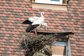 Two storks in their nest on the rooftops of Colmar